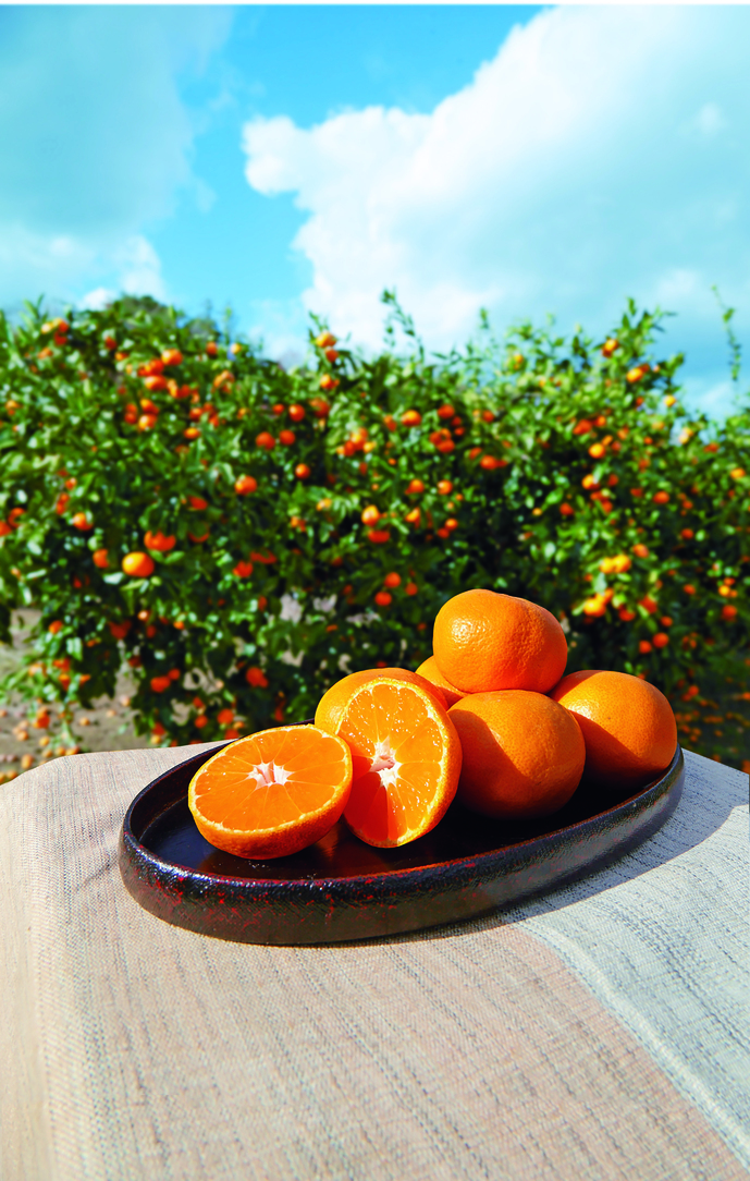 近大みかん2 (3).jpg